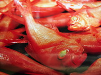 金目しゃぶしゃぶコース　￥5,800